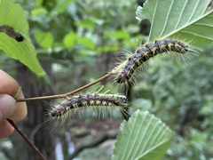 Phalera flavescens