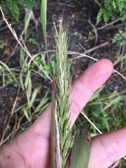 Elymus curvatus