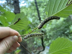 Phalera flavescens