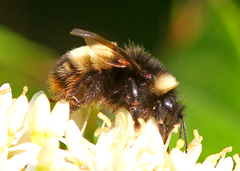 Bombus terricola image