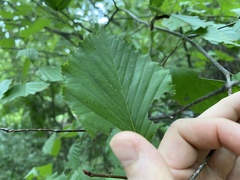Phalera flavescens