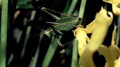 Barbitistes fischeri