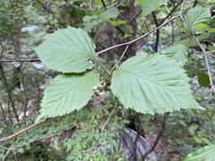 Phalera flavescens