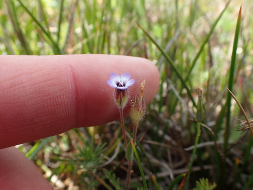 Image of Gilia millefoliata by no rights reserved