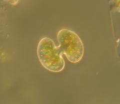 Cosmarium contractum