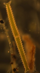 Triploceras verticillatum
