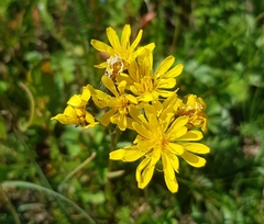 Crepis bungei