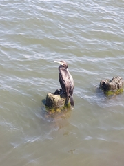 Phalacrocorax carbo