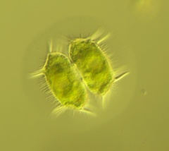 Xanthidium antilopaeum