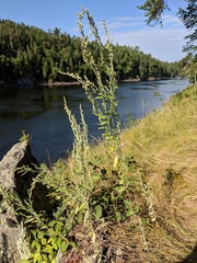 Chenopodium pratericola