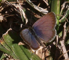 Zizeeria knysna