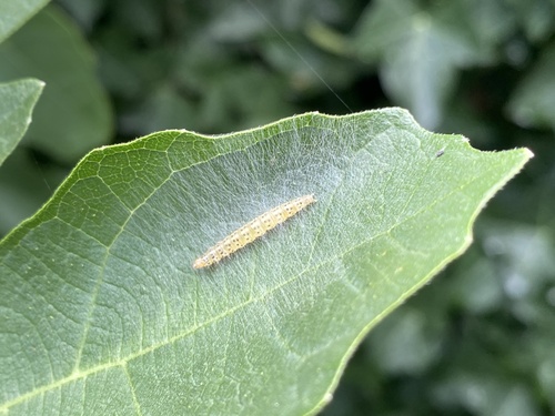 fig-tree skeletonizer moth, Schouwen-Duiveland, Zierikzee, Zeeland, NL, photo 10 of 10