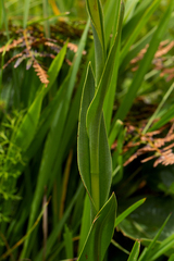 Habenaria xanthochlora