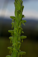Habenaria xanthochlora