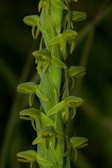 Habenaria xanthochlora