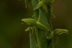 Habenaria xanthochlora