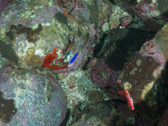 Halichoeres biocellatus