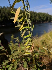 Chenopodium pratericola