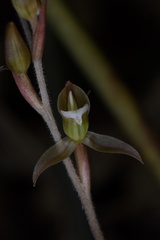 Goodyera viridiflora