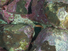 Halichoeres biocellatus