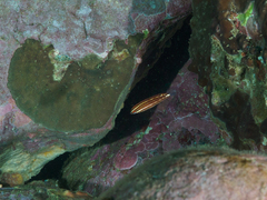 Halichoeres biocellatus