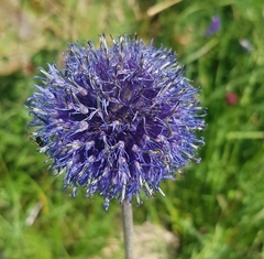 Echinops davuricus