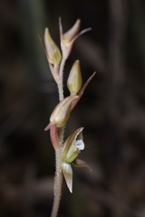 Goodyera viridiflora