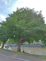 Pterocarya rhoifolia