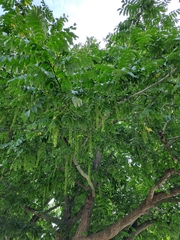 Pterocarya rhoifolia