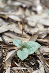Goodyera viridiflora