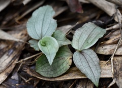 Goodyera viridiflora
