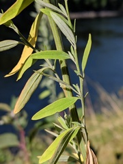 Chenopodium pratericola