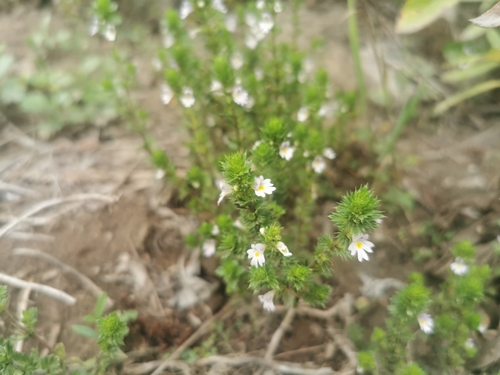 Image of Euphrasia maximowiczii by (c) Валерия Ковалева, some rights reserved (CC BY)