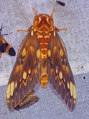 Citheronia bellavista