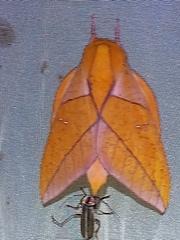 Syssphinx quadrilineata