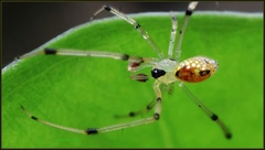 Thwaitesia margaritifera