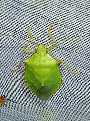 Chlorocoris distinctus