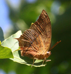 Charaxes varanes