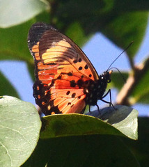 Pseudacraea boisduvalii