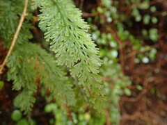 Trichomanes strictum