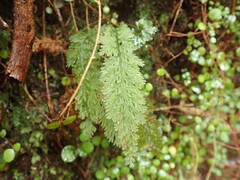 Trichomanes strictum