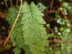 Trichomanes strictum