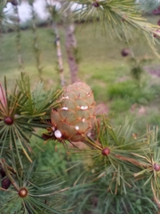 Larix decidua