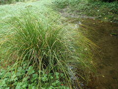 Carex dipsacea