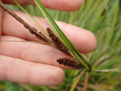 Carex dipsacea
