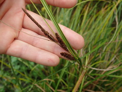 Carex dipsacea