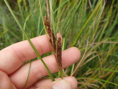Carex dipsacea