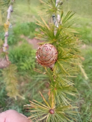 Larix decidua