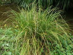 Carex dipsacea
