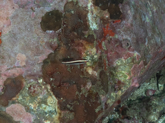 Stethojulis interrupta